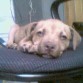 mi cachorra jetona